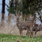 "Tunnel-Bock" im Bast