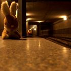 tunnel bunny