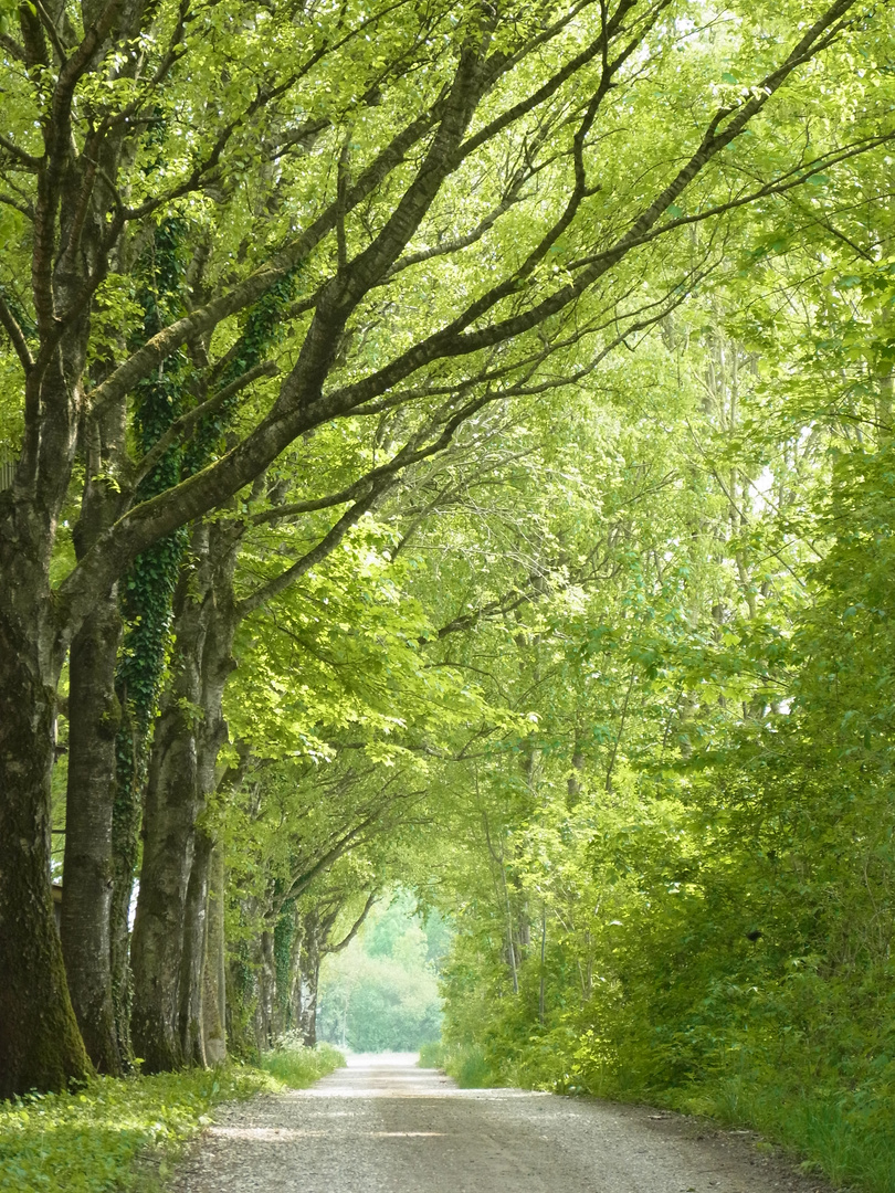 Tunnel der Natur