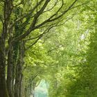 Tunnel der Natur