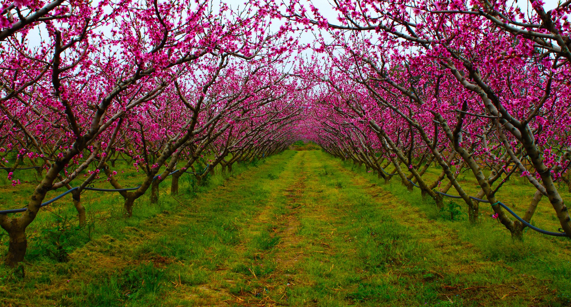 tunnel di primavera