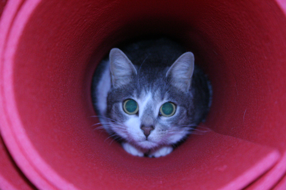 Tunnel felino