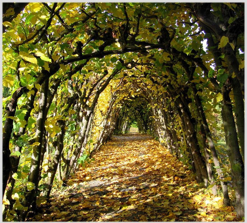 Tunnel im Herbst