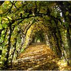 Tunnel im Herbst