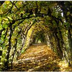 Tunnel im Herbst