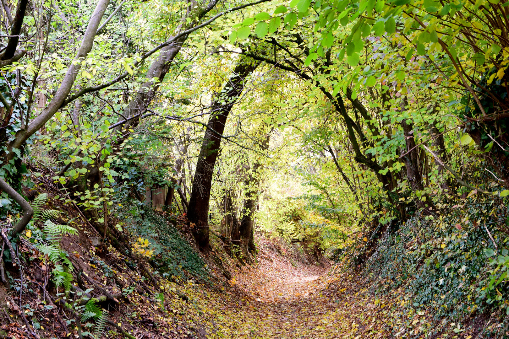 Tunnel im Wald