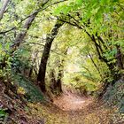 Tunnel im Wald