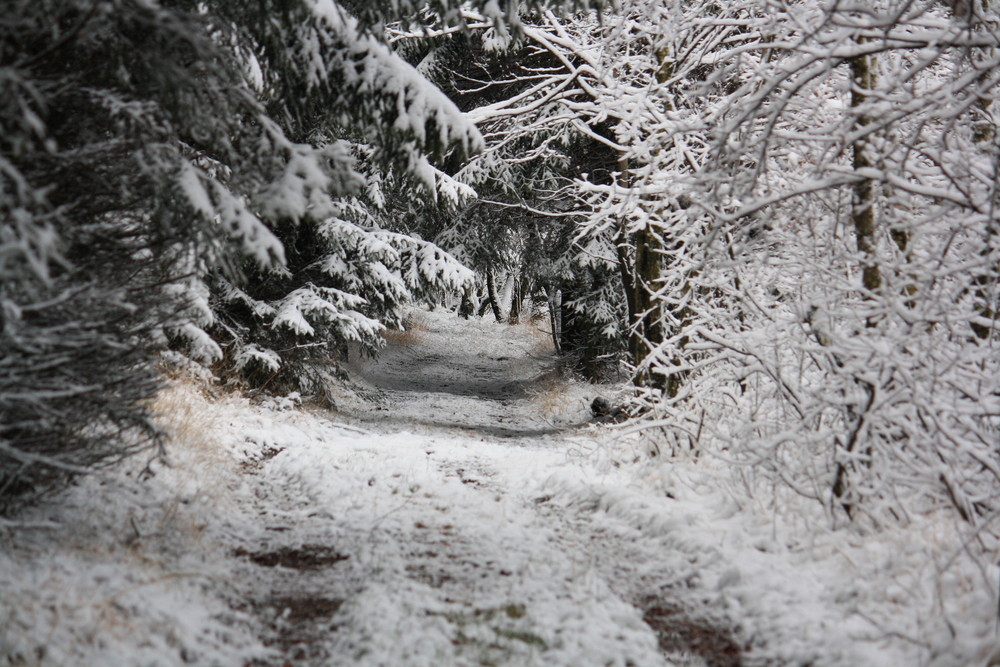 Tunnel im Wald