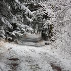 Tunnel im Wald