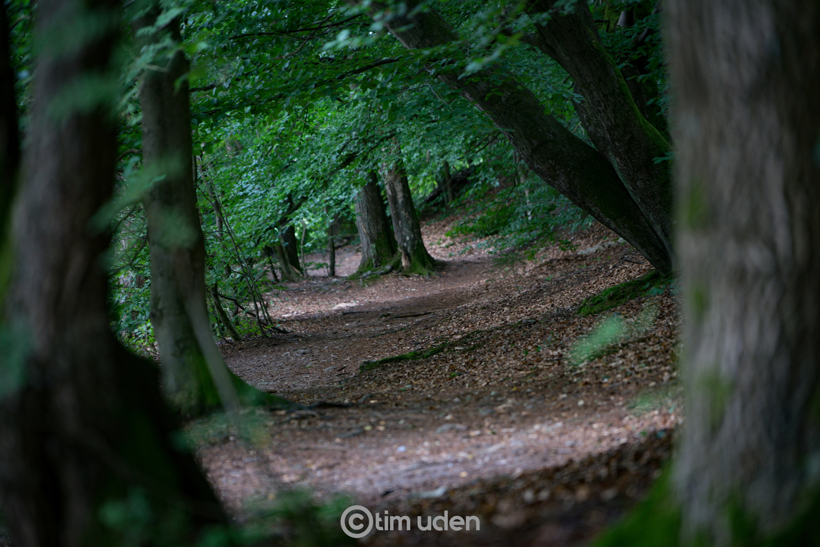 Tunnel of green love