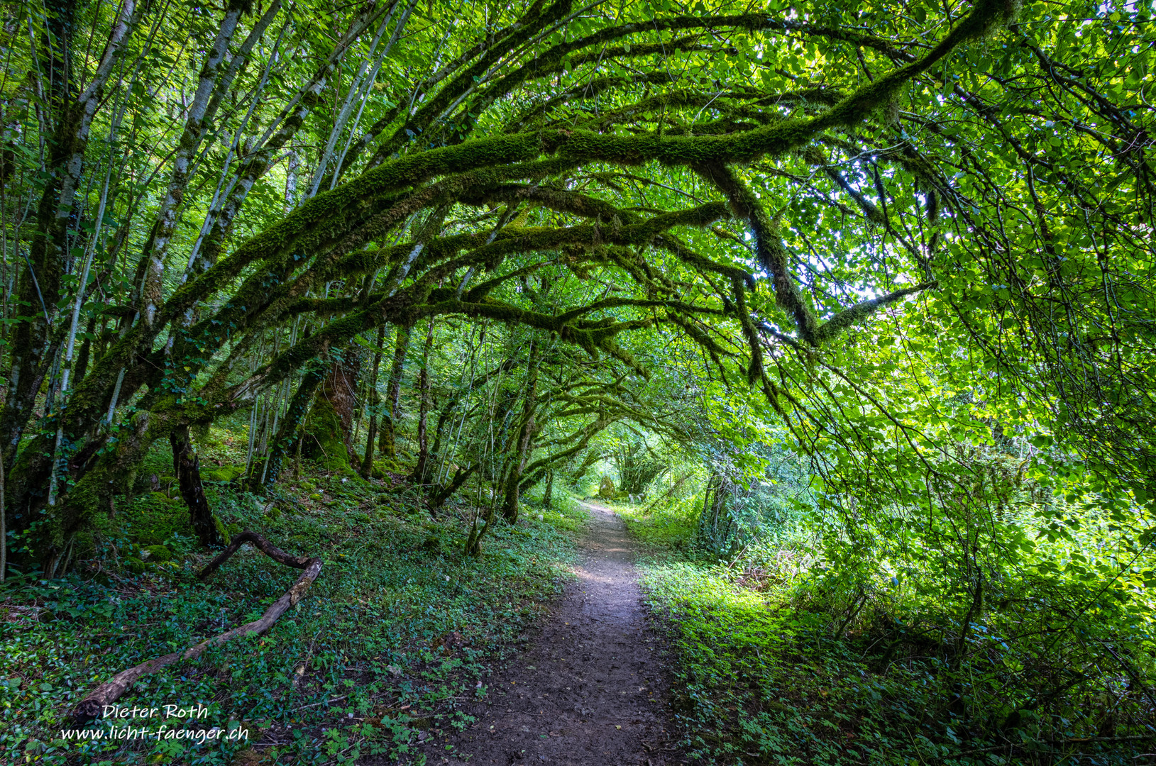 Tunnel of leaves