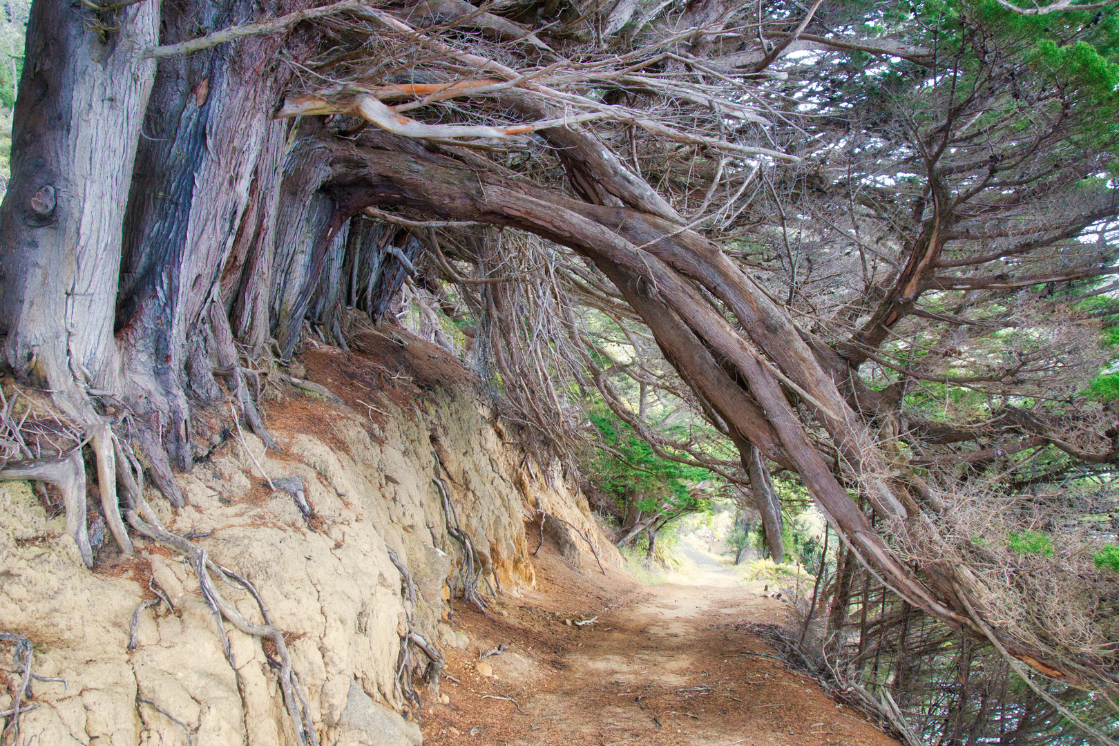 tunnel of tree