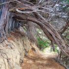 tunnel of tree