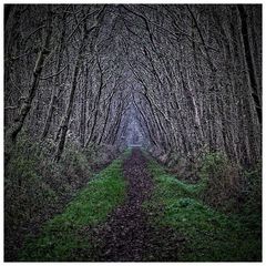 Tunnel of trees