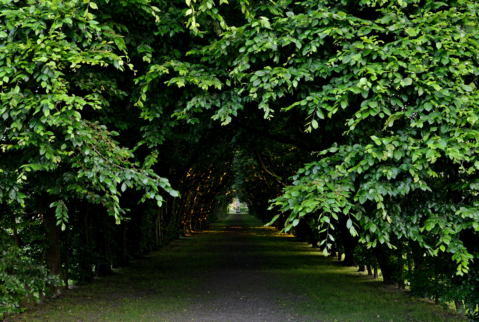 Tunnel végétal