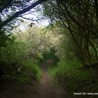 Tunnel zum Frühling auf Hiddensee gefunden.