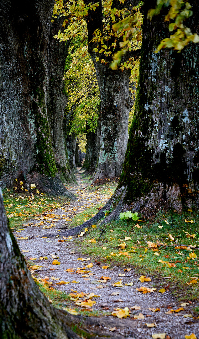 Tunnelblick