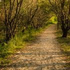 Tunnelblick