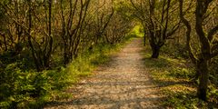 Tunnelblick