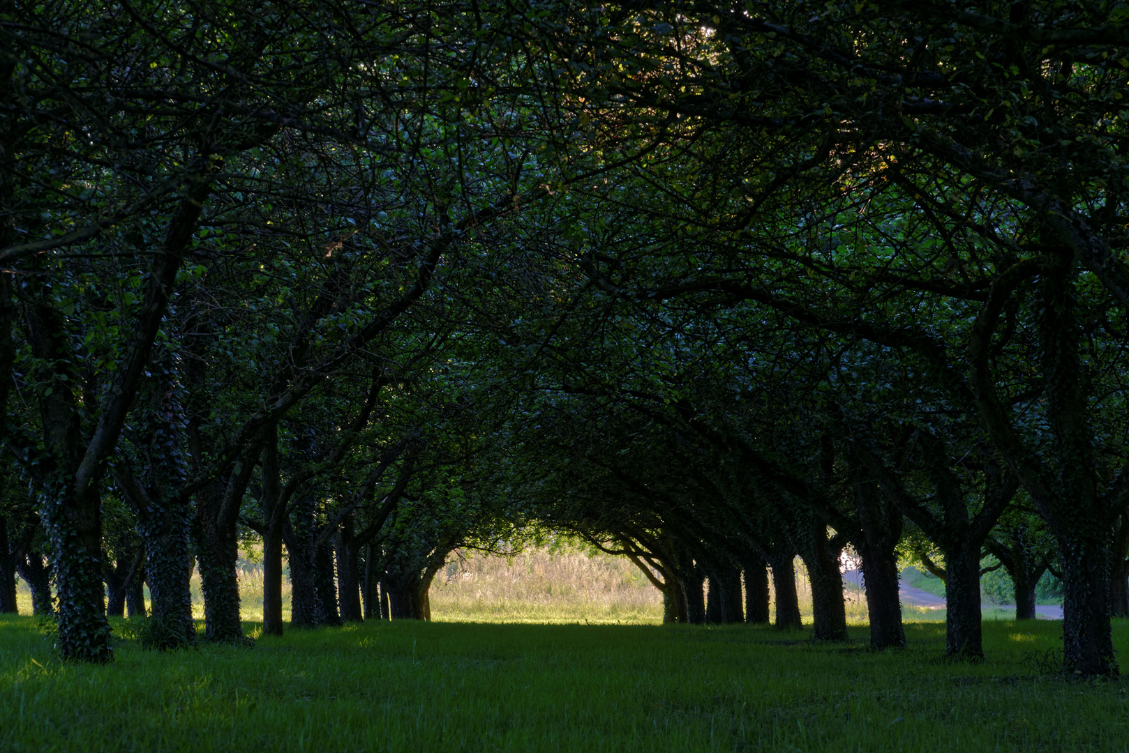 Tunnelblick