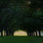 Tunnelblick