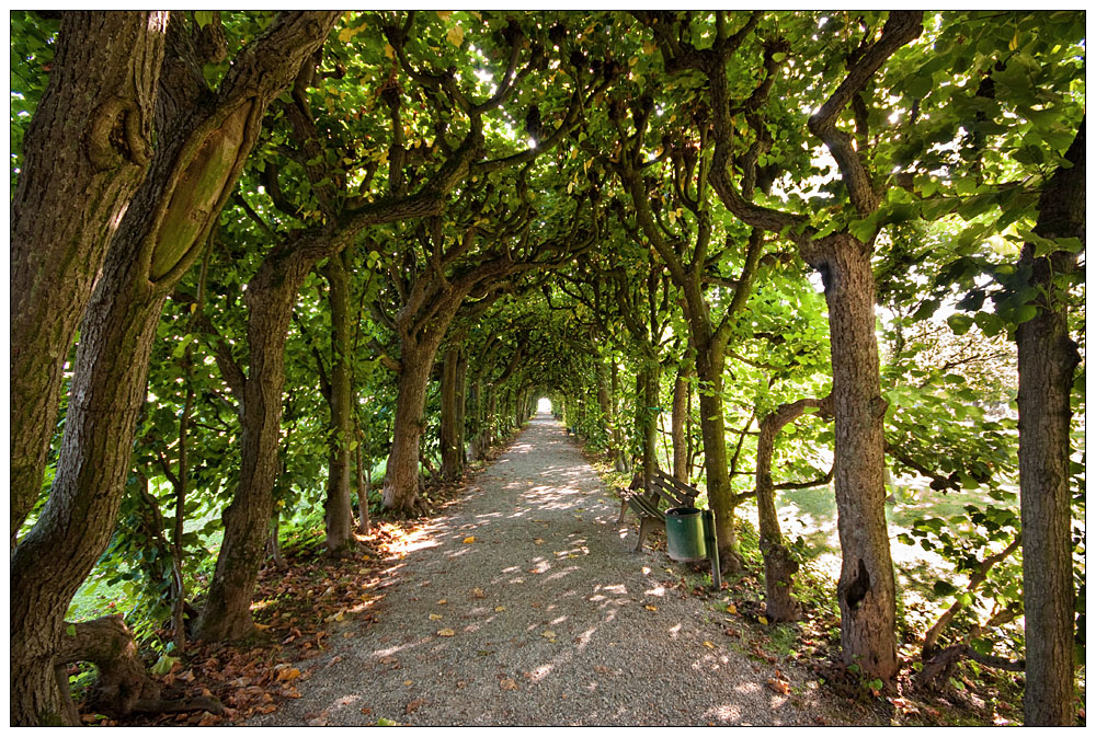 Tunnelblick, Allee im Schlosspark Dachau