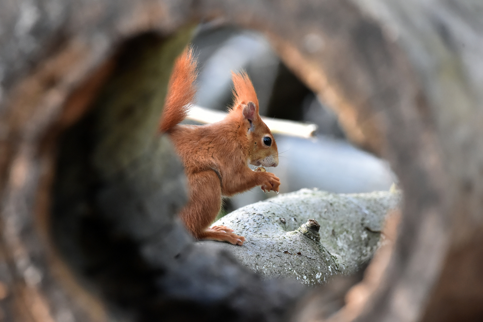 Tunnelblick