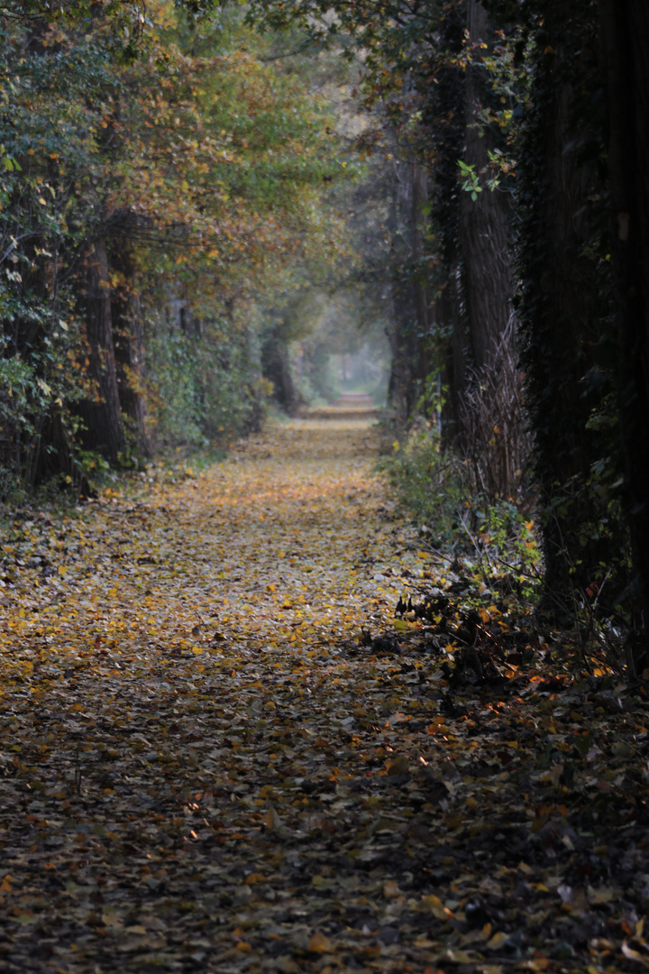 Tunnelblick