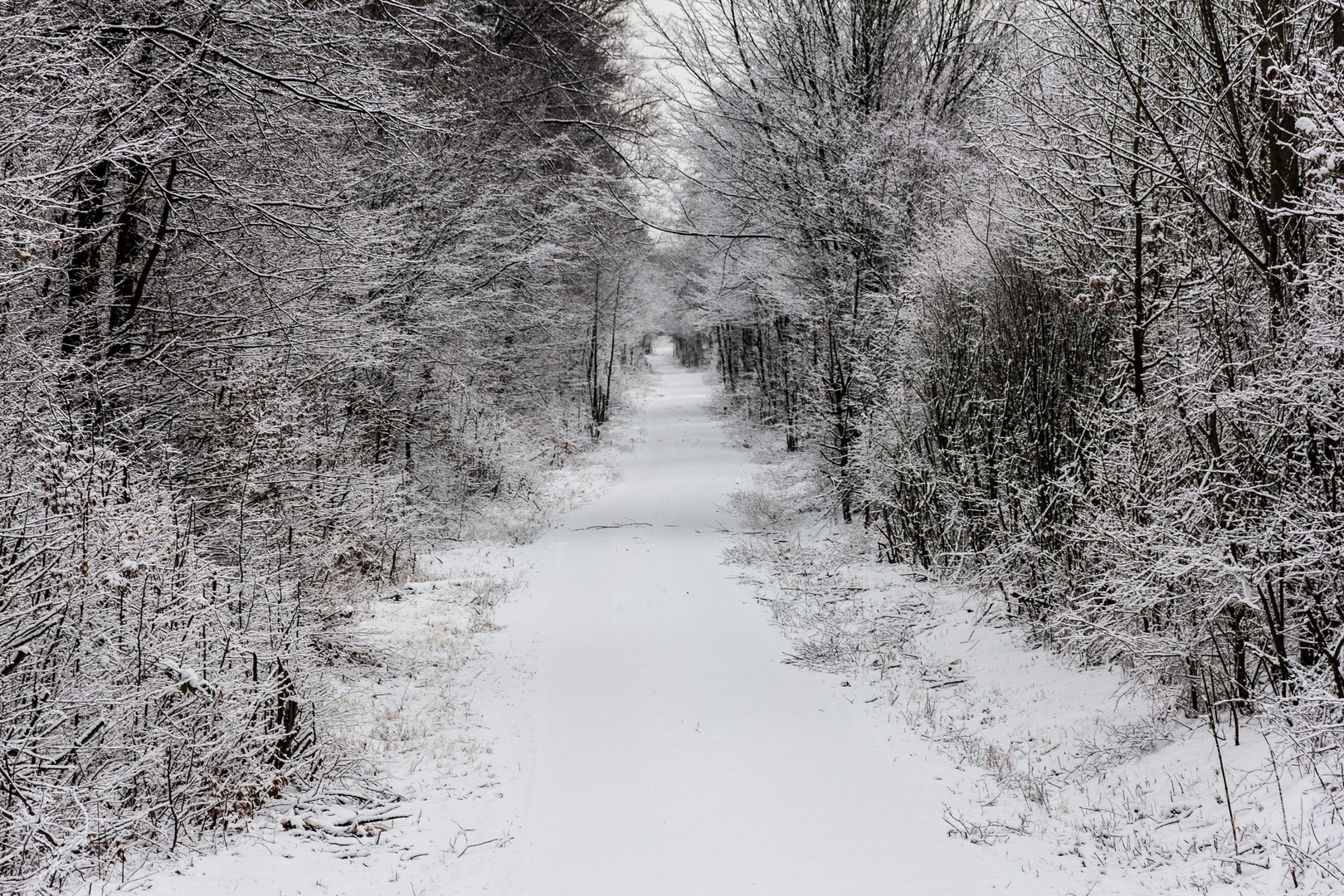 Tunnelblick im Winterwald Foto & Bild landschaften, waldweg
