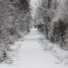 Tunnelblick im Winterwald