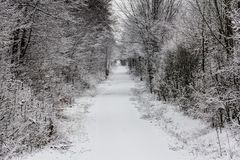 Tunnelblick im Winterwald