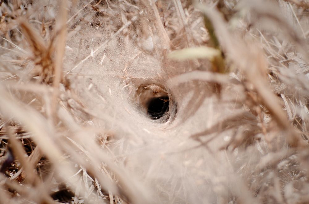 tunnelweb spider