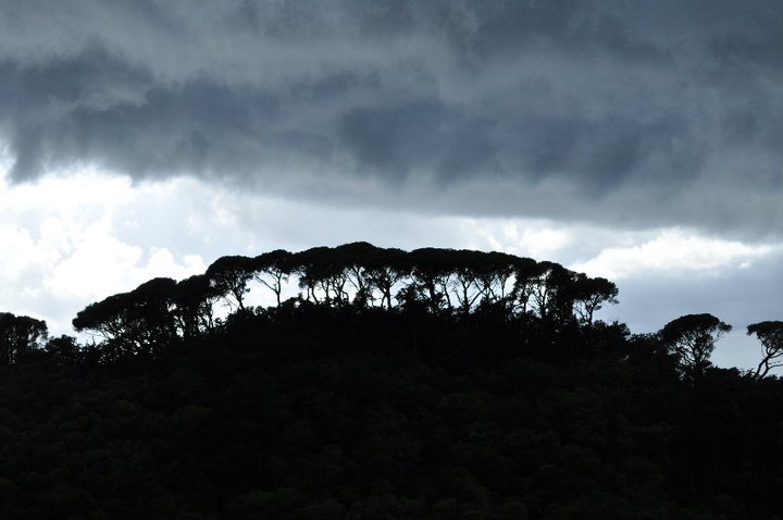 Tuoni tra gl'alberi