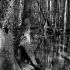 Tupelo Swamp