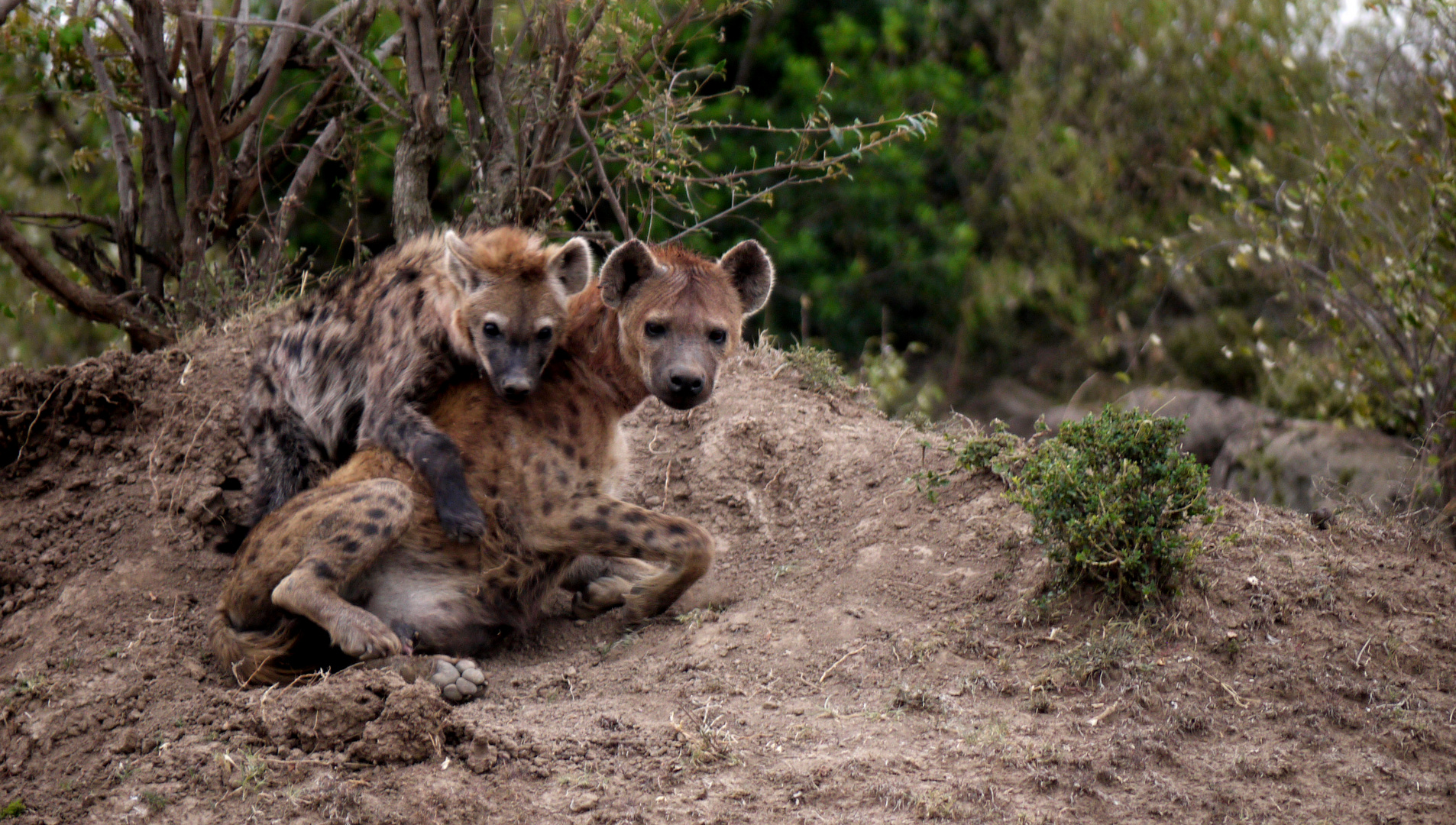 Tupfen-Hyänen in der Masai Mara