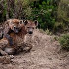 Tupfen-Hyänen in der Masai Mara