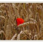 Tupfer im Kornfeld