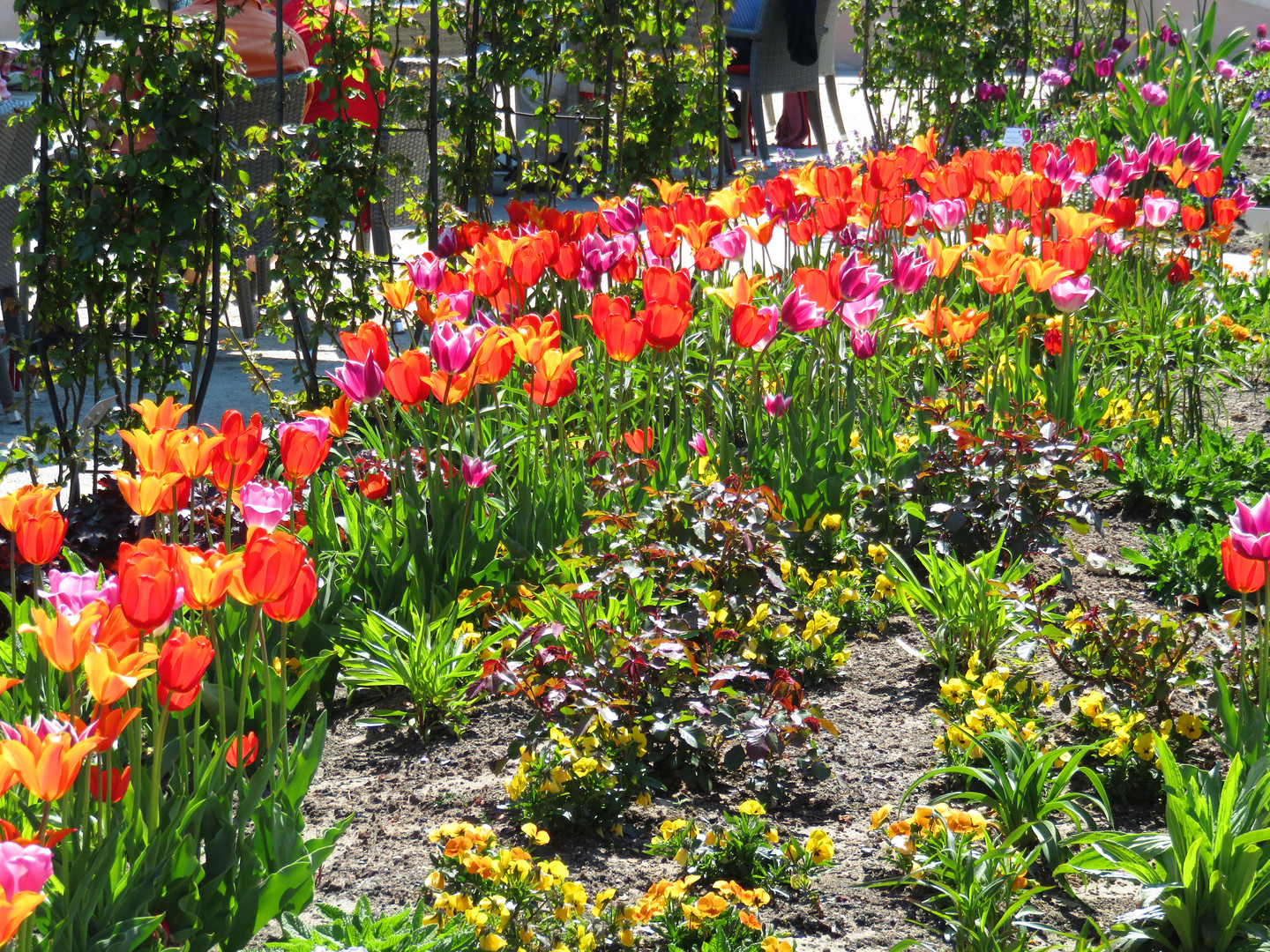 Tuplpenbeet auf der Landesgartenschau