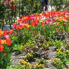 Tuplpenbeet auf der Landesgartenschau