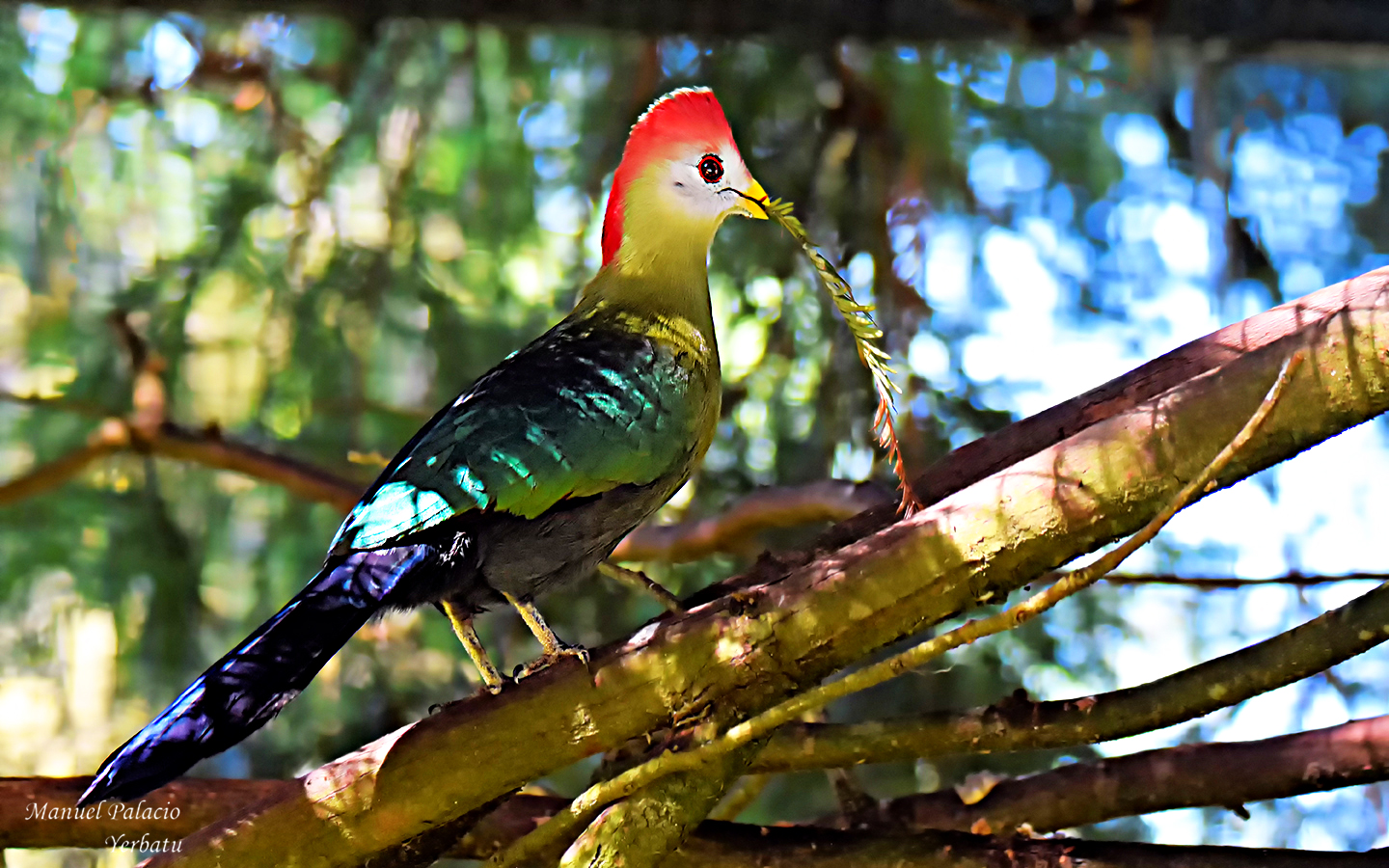 Turaco de cresta roja - Tauraco erythrolophus