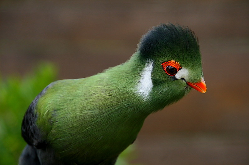 Turaco