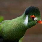 Turaco