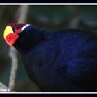 Turaco Violeta