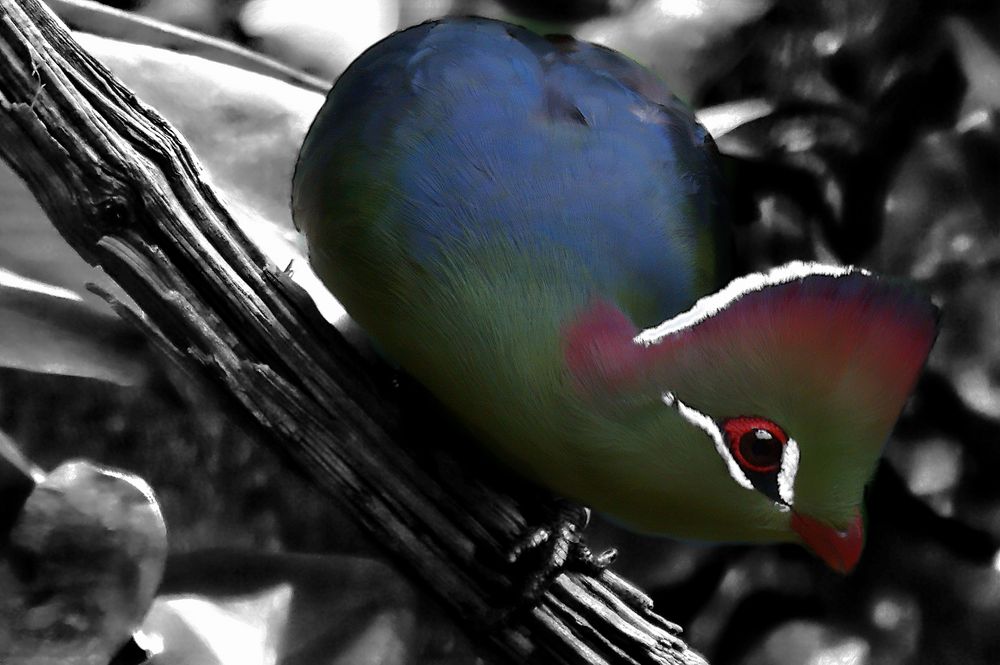 Turako Foto & Bild deutschland, europe, hessen Bilder auf