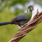 Turako / Turaco