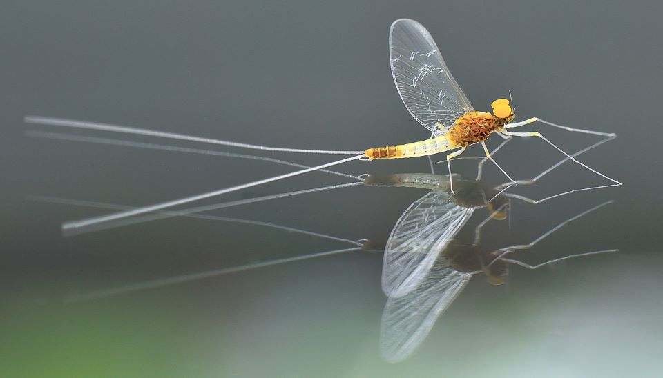 Turbanaugen