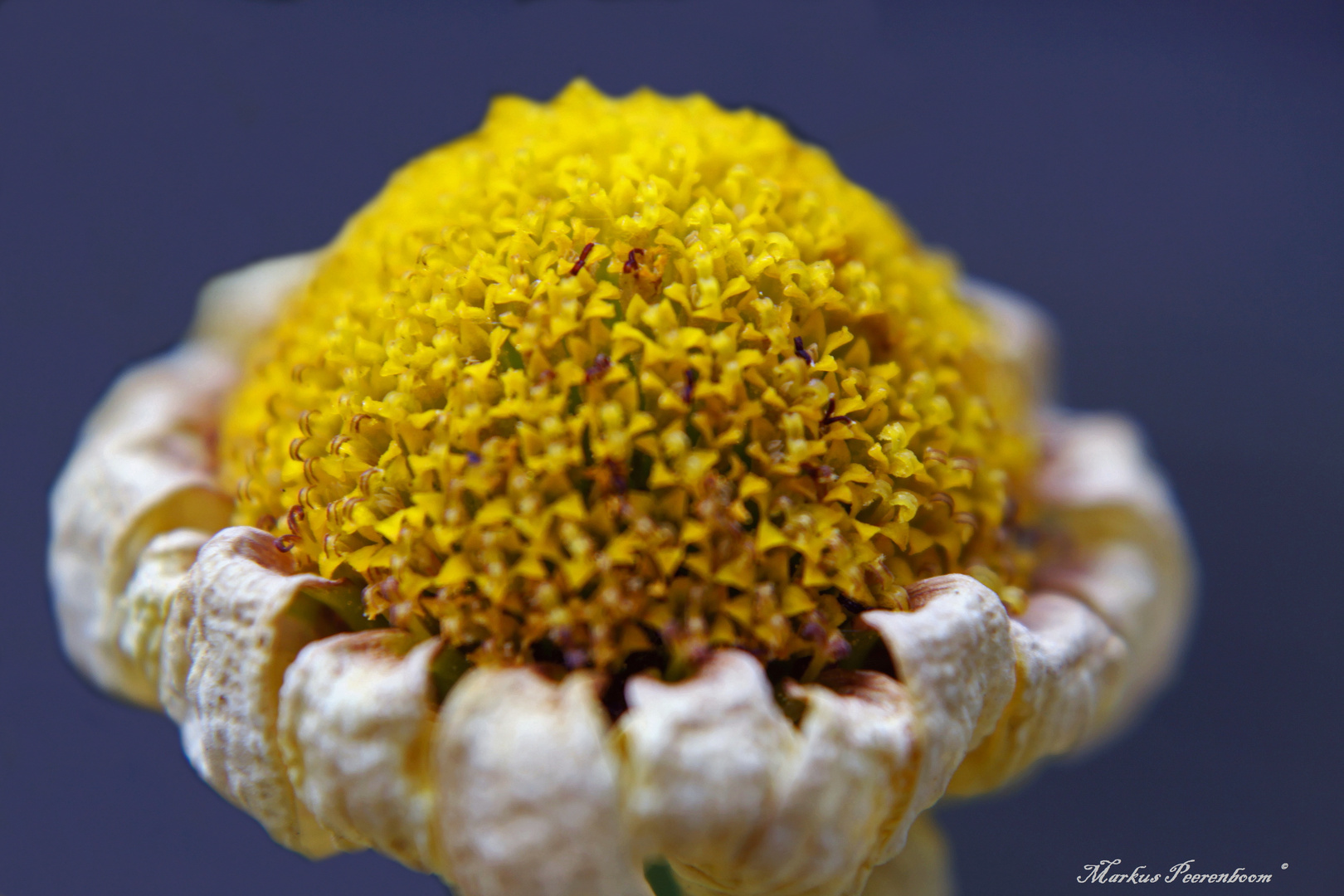 Turbanum Margaritum Leucanthenum