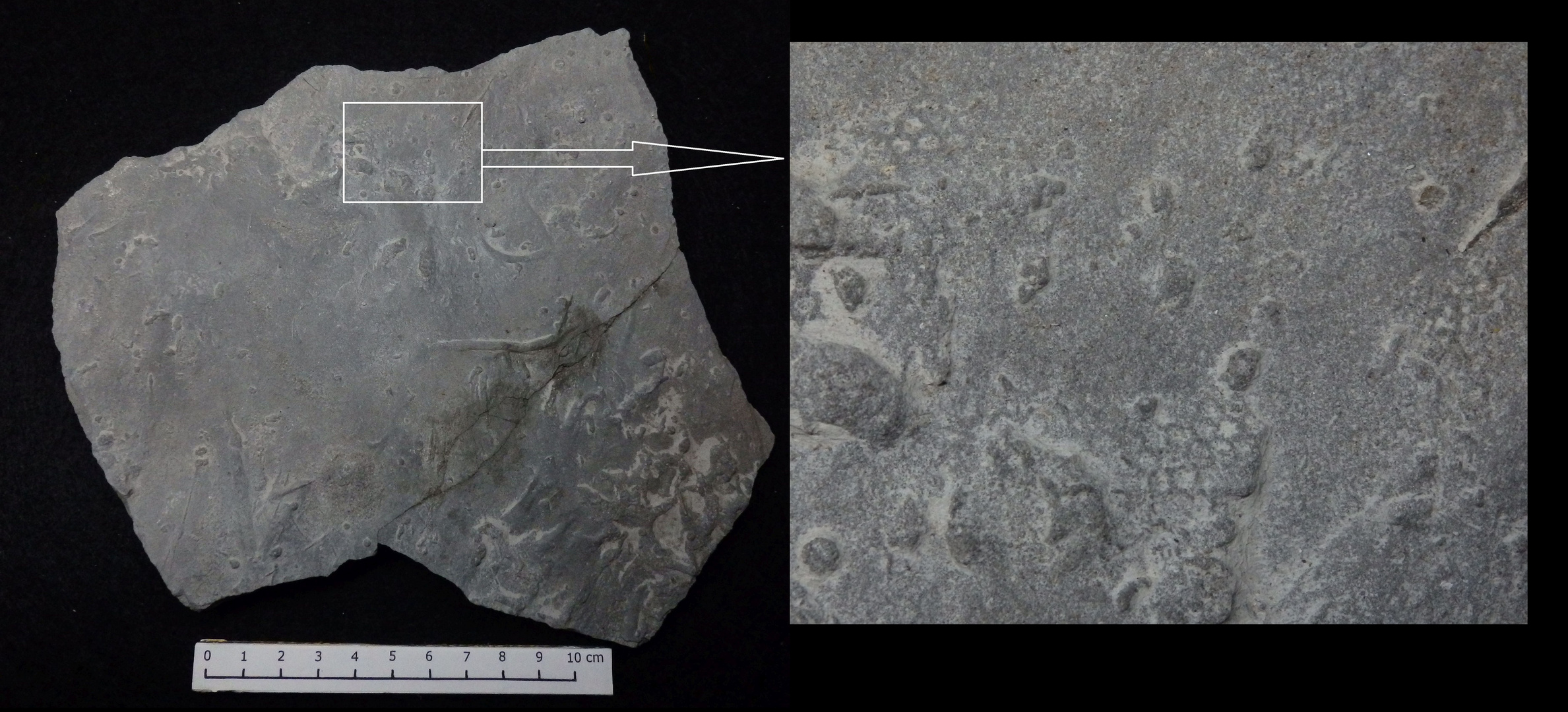 Turbiditischer Kalkstein aus der Kreidezeit mit Paleodictyon minutum