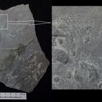 Turbiditischer Kalkstein aus der Kreidezeit mit Paleodictyon minutum