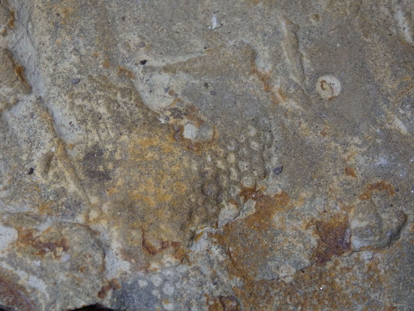 Turbiditischer Kalkstein aus der Kreidezeit mit Paleodictyon minutum